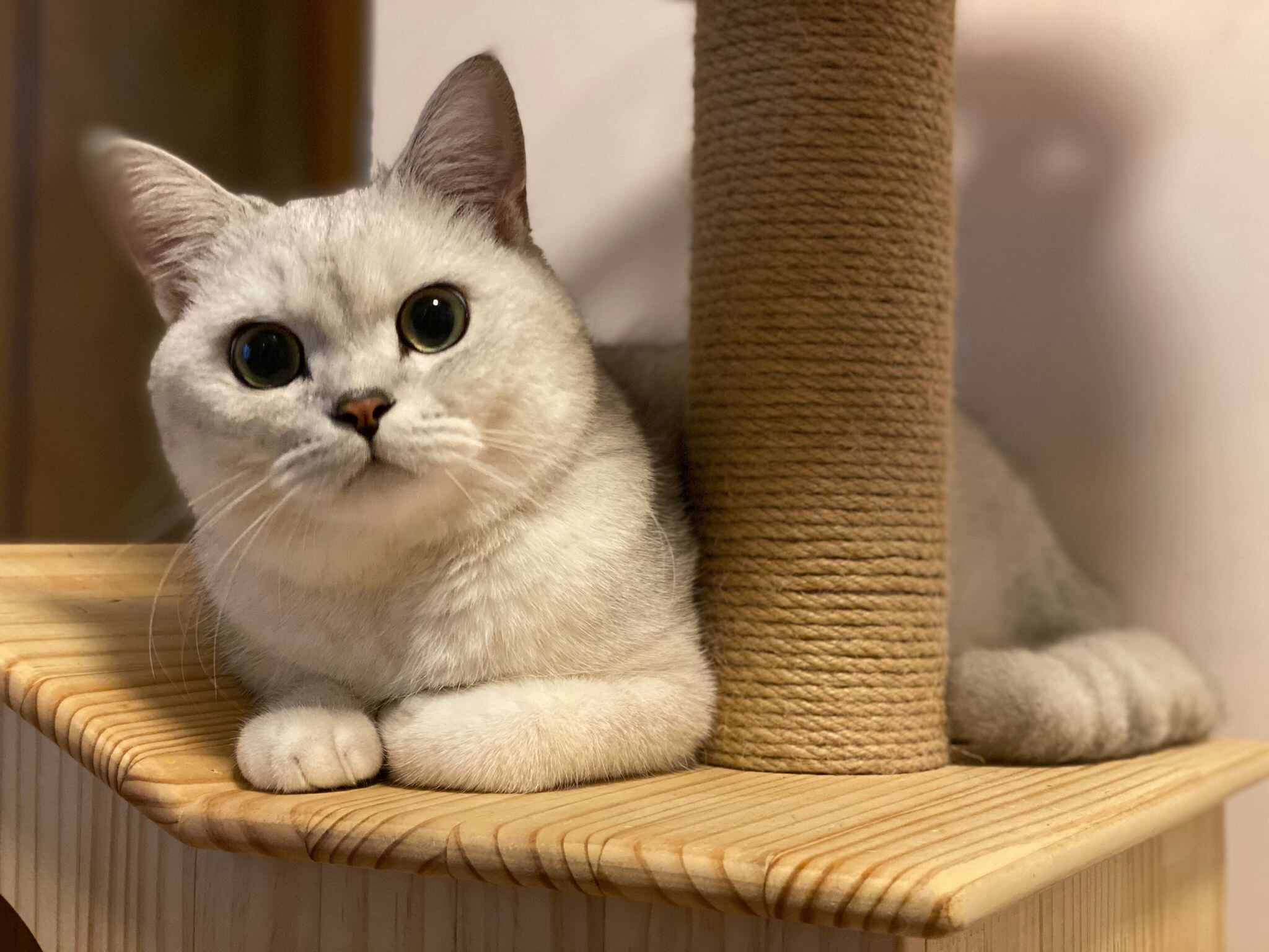 ilovetaimeow